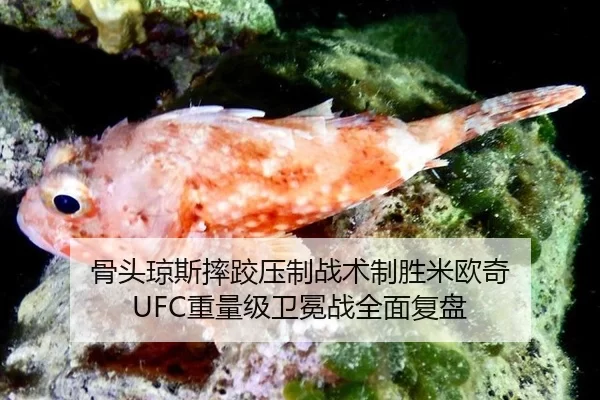 骨头琼斯摔跤压制战术制胜米欧奇 UFC重量级卫冕战全面复盘